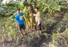 Bhabinkamtibmas-Desa-Sukorejo-Aipda-Sony-Handriansyah-Dampingi-Warga-Garap-Lahan-Ketahanan-Pangan