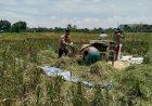 Bhabinkamtibmas-Desa-Banjarsari-Apresiasi-Panen-Padi-Warga-sebagai-Wujud-Keberhasilan-Ketahanan-Pangan