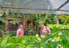 Polsek-Balongbendo-Masifkan-Bhabinkamtibmas-Dampingi-Warga-dalam-Pengelolaan-Pekarangan-Pangan-Bergizi