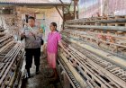 Bhabinkamtibmas-Desa-Lajuk-Dukung-Warga-Tingkatkan-Produksi-Ayam-Petelur-untuk-Ketahanan-Pangan