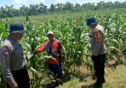 Dukung-Ketahanan-Pangan,-Polsek-Balongbendo-bersama-Petani-Optimalkan-Tanaman-Jagung