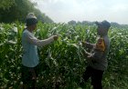 Polsek-Balongbendo-Tinjau-Lahan-Jagung,-Dukung-Swasembada-Pangan-di-Sidoarjo