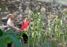 Bhabinkamtibmas-Sukorejo-Cek-Ladang-Jagung,-Dukung-Swasembada-Pangan-Nasional-di-Sidoarjo