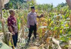 Polsek-Tarik-Pantau-Pertumbuhan-Jagung-untuk-Program-Ketahanan-Pangan