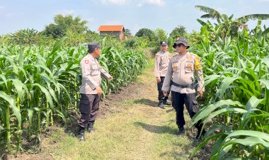 Polsek-Krembung-Dampingi-Perawatan-Lahan-Jagung,-Dukung-Ketahanan-Pangan
