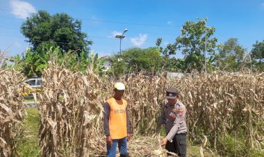 Polisi-Pantau-Pertumbuhan-Jagung,-Dukung-Ketahanan-Pangan-di-Kecamatan-Prambon