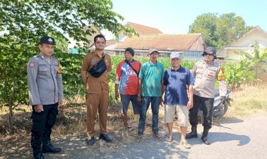 Polsek-Balongbendo-Ajak-Petani-Perhatikan-Perkembangan-Jagung-Hibrida-di-Desa-Singkalan