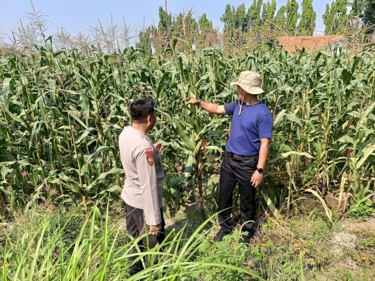 Bhabinkamtibmas Desa Lebo Pantau Perkembangan Tanaman Jagung, Perkuat Ketahanan Pangan dan Swasembada Pangan Nasional